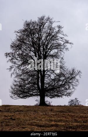 Silhouette d'un grand hêtre européen, ciel nuageux le soir. Grand hêtre simple (Fagus sylvatica) dans le champ. Banque D'Images