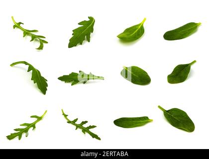 feuilles d'arugula et de laitue sauvage sous différents angles sur un arrière-plan blanc Banque D'Images