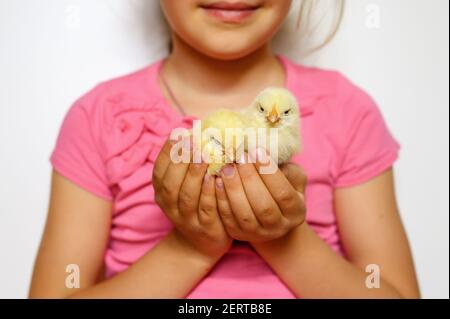 deux mignons petits nouveau-nés jaunes poussins dans la fille de l'enfant mains Banque D'Images