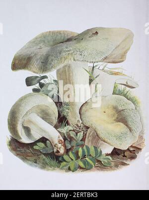 Russula virescens est un champignon basidiomycète du genre Russula, et est communément connu sous le nom de russula, le russula vert matelassé, ou le brittlegill vert, reproduction numérique d'une ilustration d'Emil Doerstling (1859-1940) Banque D'Images