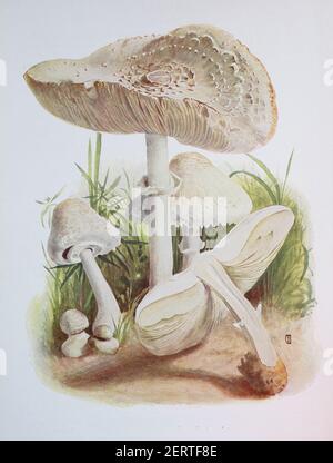 Macrolepiota excoriata est un champignon de la famille des Lepiotaceae, reproduction numérique d'une ilustration d'Emil Doerstling (1859-1940) Banque D'Images