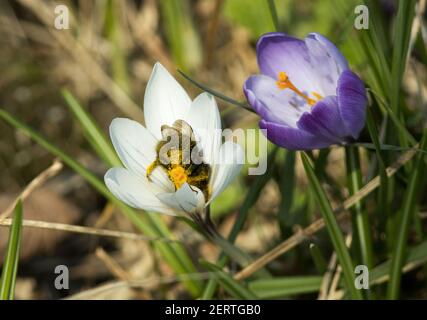 Un Bumble-Bee rassemble le pollen du crocus à floraison précoce. Les nouvelles saisons de la reine Bumble-Bees émergent dès que les premières fleurs de printemps commencent à fleurir. Banque D'Images