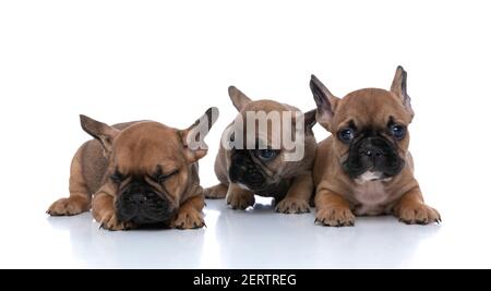 chien de taureau français regardant son ami qui dort sur fond blanc Banque D'Images