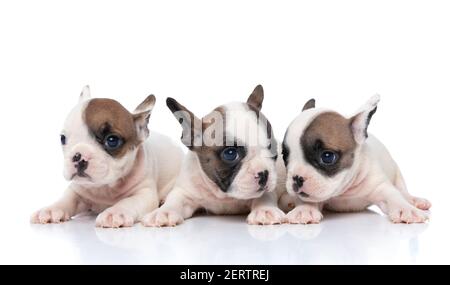 trois chiens de boudogue français regardant dans trois directions différentes contre arrière-plan blanc Banque D'Images