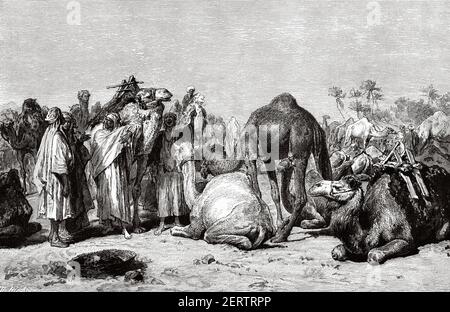 Chameaux à vendre au marché de Camel, en Égypte, au XIX e siècle. Afrique. Ancienne illustration gravée du XIXe siècle, El Mundo Ilustrado 1881 Banque D'Images