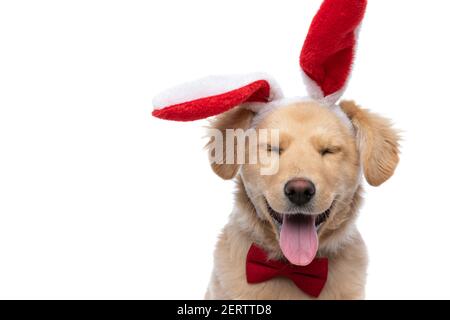 chien labrador retriever élégant et heureux avec des oreilles en forme de lapin et de noeud rouge, qui colle à la langue et qui s'accroche à des pantaches isolées sur fond blanc en studio Banque D'Images