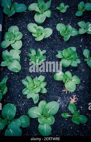 Image filtrée bok choy verts feuillus avec goutte d'eau cultivée dans le jardin de cour au Texas, États-Unis Banque D'Images