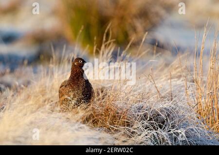 Tétras rouge (Lagopus lagopus scotica) parmi les herbes de la lande givrée dans la lumière chaude du matin Banque D'Images