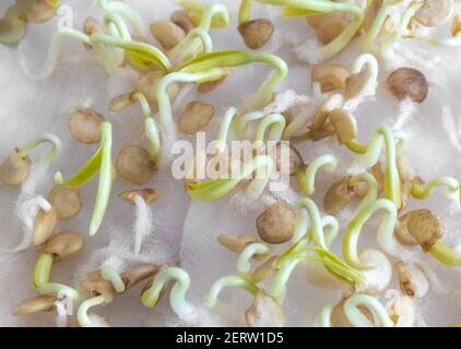 Germination de graines de poivron pour les semis Banque D'Images