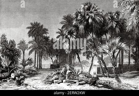 Paume Hyphaene thebaica. Palmier du Doum sur la rive est du Nil, Égypte du XIXe siècle. Illustration gravée du XIXe siècle, El Mundo Ilustrado 1880 Banque D'Images