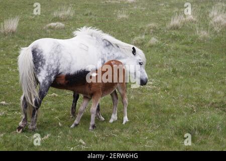 Dartmoor PoniesDartmoor National Park Devon UK MA000108 Banque D'Images