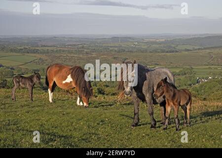 Dartmoor Ponies sur des lanors avec Tavy Valley au-dessous du parc national de Dartmoor Devon, Royaume-Uni MA000118 Banque D'Images