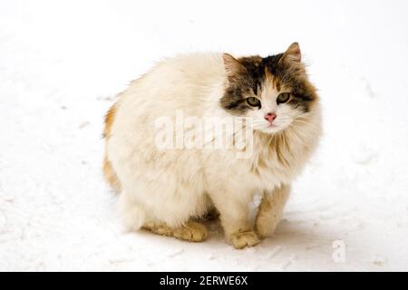 chat sans-abri dans la rue de la ville en hiver. Photo de haute qualité Banque D'Images