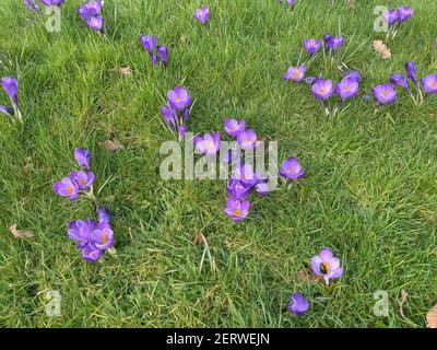 Fleurs printanières fleurs de Crocus violet vif poussant sur une pelouse dans un jardin à Devon rural, Angleterre, Royaume-Uni Banque D'Images