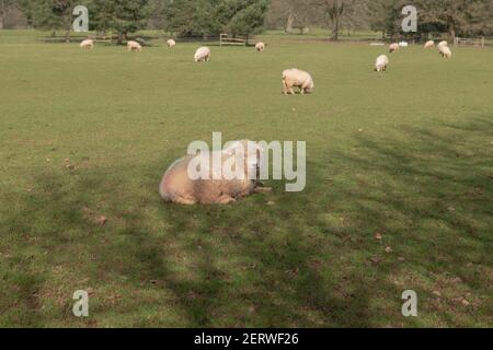 Emoor Horn Sheep (ovies aries) couché sur l'herbe dans Parkland lors d'une brillante Sunny Winter Day à Rural Devon, Angleterre, Royaume-Uni Banque D'Images