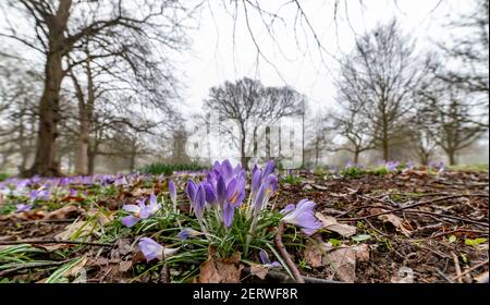 Northampton, Royaume-Uni, 1er mars 2021, Wild Spring crocus donnant une touche de couleur à Abington Park lors d'une matinée sombre et brumeuse. Crédit : Keith J Smith./Alamy Live News Banque D'Images