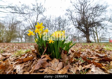 Northampton, Royaume-Uni, 1er mars 2021, les jonquilles du printemps sauvage en pleine floraison donnant une touche de couleur à Abington Park lors d'une matinée sombre et brumeuse. Crédit : Keith J Smith./Alamy Live News Banque D'Images