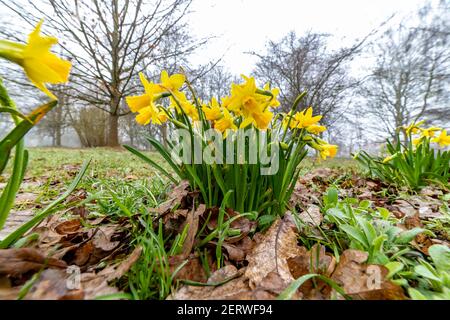 Northampton, Royaume-Uni, 1er mars 2021, les jonquilles du printemps sauvage en pleine floraison donnant une touche de couleur à Abington Park lors d'une matinée sombre et brumeuse. Crédit : Keith J Smith./Alamy Live News Banque D'Images