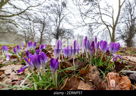 Northampton, Royaume-Uni, 1er mars 2021, Wild Spring crocus donnant une touche de couleur à Abington Park lors d'une matinée sombre et brumeuse. Crédit : Keith J Smith./Alamy Live News Banque D'Images