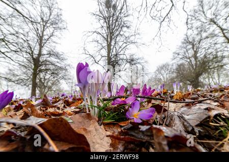 Northampton, Royaume-Uni, 1er mars 2021, Wild Spring crocus donnant une touche de couleur à Abington Park lors d'une matinée sombre et brumeuse. Crédit : Keith J Smith./Alamy Live News Banque D'Images