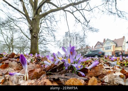 Northampton, Royaume-Uni, 1er mars 2021, Wild Spring crocus donnant une touche de couleur à Abington Park lors d'une matinée sombre et brumeuse. Crédit : Keith J Smith./Alamy Live News Banque D'Images