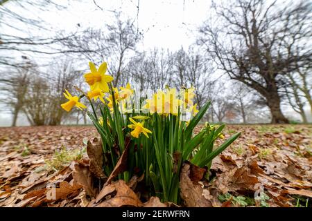 Northampton, Royaume-Uni, 1er mars 2021, les jonquilles du printemps sauvage en pleine floraison donnant une touche de couleur à Abington Park lors d'une matinée sombre et brumeuse. Crédit : Keith J Smith./Alamy Live News Banque D'Images