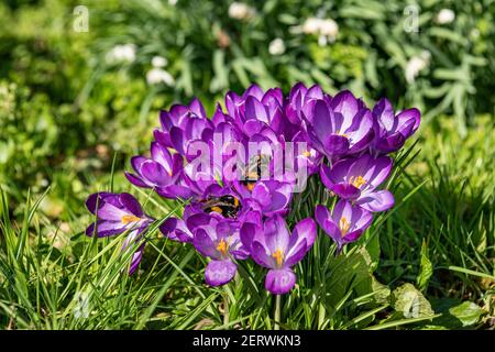 Fleurs de Crocus au soleil Banque D'Images