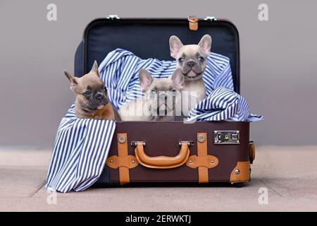 Trois adorables chiots de chien Bulldog français avec des yeux bleu vif dans un tronc brun avec couverture à rayures Banque D'Images