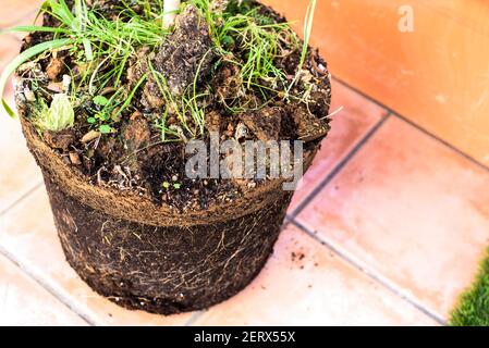 Greffe de plantes d'un pot à l'autre, avec les racines dans le sol. Banque D'Images