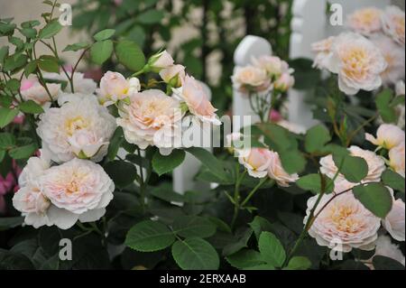Arbuste abricot-rose tendre rose anglaise rose (Rosa) Emily Bronte fleurit Une exposition en mai Banque D'Images