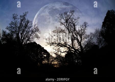 Grand,énorme,immense,proche,massif,lune,par,hiver,arbres,Parkhurst,Forêt,Ile de Wight,Angleterre,Royaume-Uni, Banque D'Images