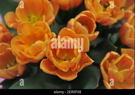 Fleur de pivoine orange Double tulipes tardives (Tulipa) Freeman fleurissent dans un jardin en avril Banque D'Images