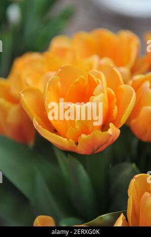 Fleur de pivoine orange Double tulipes tardives (Tulipa) Freeman fleurissent dans un jardin en avril Banque D'Images