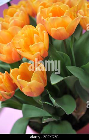 Fleur de pivoine orange Double tulipes tardives (Tulipa) Freeman fleurissent dans un jardin en avril Banque D'Images