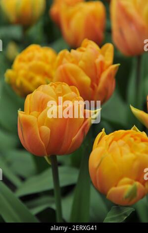 Fleur de pivoine orange Double tulipes tardives (Tulipa) Freeman fleurissent dans un jardin en avril Banque D'Images