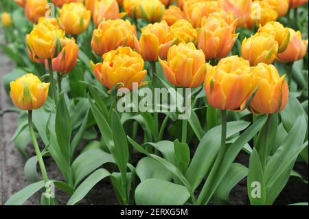 Fleur de pivoine orange Double tulipes tardives (Tulipa) Freeman fleurissent dans un jardin en avril Banque D'Images