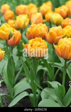 Fleur de pivoine orange Double tulipes tardives (Tulipa) Freeman fleurissent dans un jardin en avril Banque D'Images