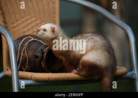 Le jeune furet d'animaux vif, se trouve à côté d'une amphore en argile sur une chaise en osier dans le cottage à l'extérieur des locaux en été Banque D'Images