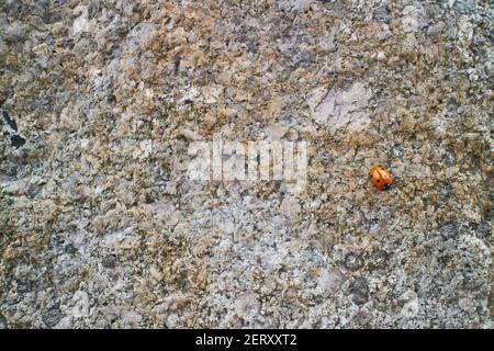 Gros plan d'un petit coccinelle sur un gros rocher Banque D'Images