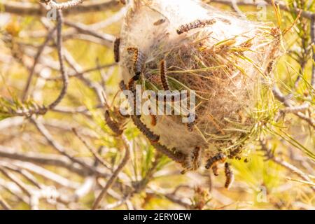 Thaumetopea pityocampa, Pine processionary Moth Caterpillar sur le point de quitter leur Nest Banque D'Images