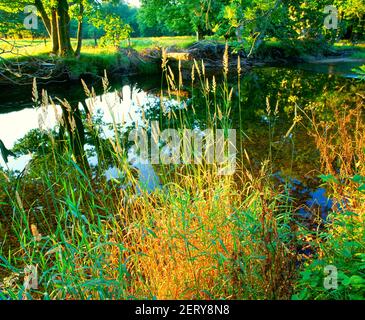 Royaume-Uni, Cumbria, rivière d'été, Banque D'Images