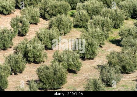 Photo de la grande plantation d'oliviers dans la campagne en Espagne. Banque D'Images