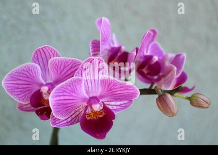 Mini-orchidée pourpre avec pétales délicats , bourgeons et motifs pétale , macro d'orchidée pourpre, tête de fleur, beauté dans la nature, fleur exotique,photo macro Banque D'Images