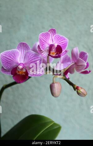 Mini-orchidée pourpre avec pétales délicats , bourgeons et motifs pétale , macro d'orchidée pourpre, tête de fleur, beauté dans la nature, fleur exotique,photo macro Banque D'Images