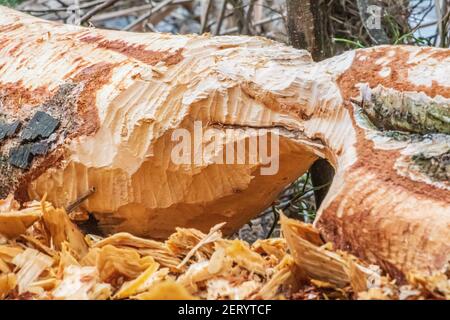 Castors. Tronc d'arbre rongé, mâché, détruit, sculpté, tombé, Brisés par le castor européen fibres de Castor près de l'eau. Preuve de castors Banque D'Images