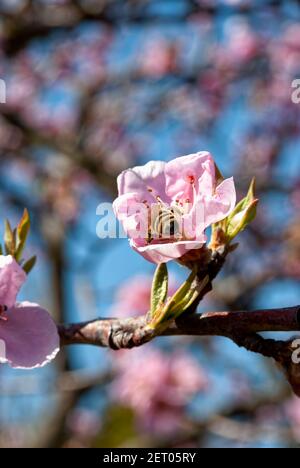 Abeille en fleur de pêche (API mellifera carnica). Banque D'Images