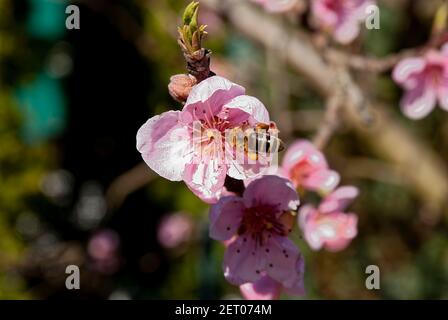 L'abeille recueille le pollen (APIs mellifera carnica), la fleur de pêche. Banque D'Images