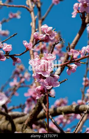 Fleurs de pêche - verger de pêche. Banque D'Images