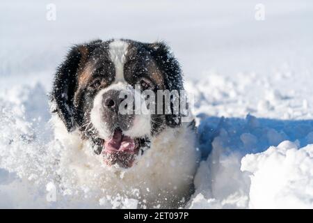 Saint Bernard gros plan Portrait chien de race jouant autour dans la neige Banque D'Images