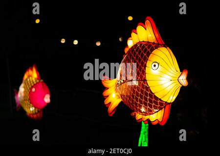Festival des lanternes chinoises au parc de Limanski. Une lanterne de poisson colorée flotte dans l'air, avec une plus petite floue dans l'arrière-plan. Banque D'Images